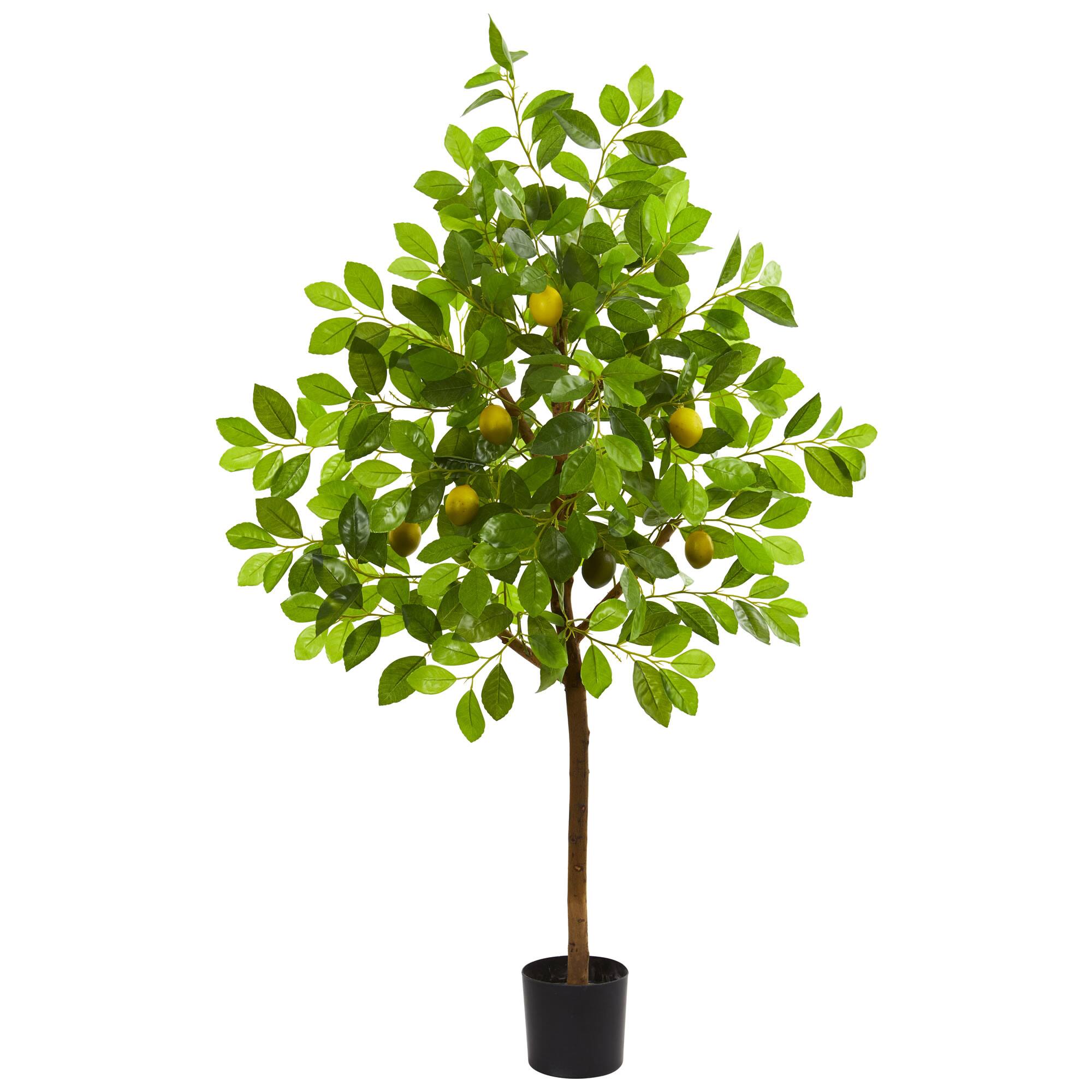 4ft. Potted Lemon Tree